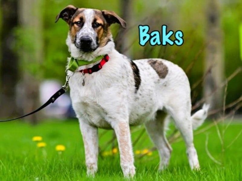 Baks geb. 11/2021 - ein ausgeglichener und sanftmütiger, ganz besonderer, wunderschöner Rüde!