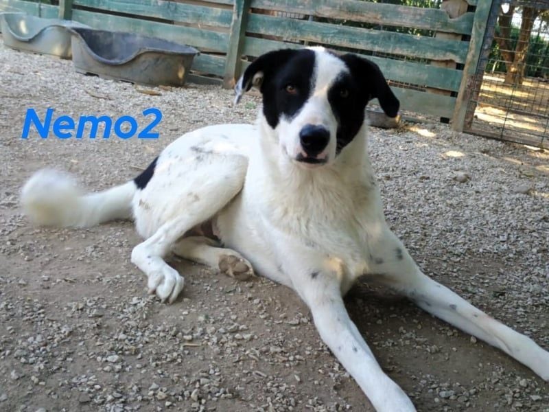 Nemo2 03/2023 (GRC) - ruhiger, ausgeglichener und verträglicher Rüde!