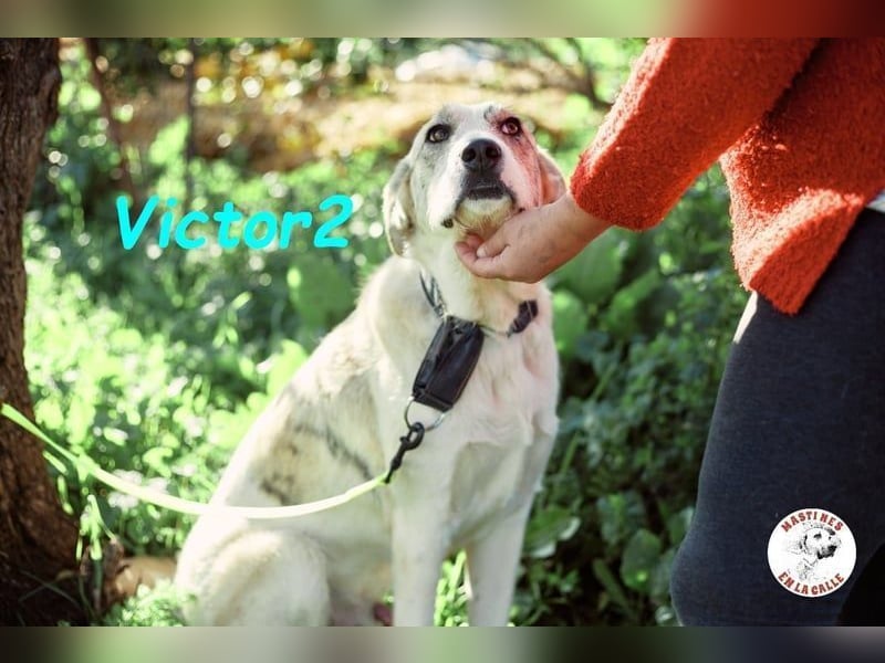 Victor2 geb. 03/2022 (ESP) - ausgeglichener, kinderlieber und sozialer Rüde! Victor2 geb. 03/2022 (ESP) - ausgeglichener, kinderlieber und sozialer Rüde!