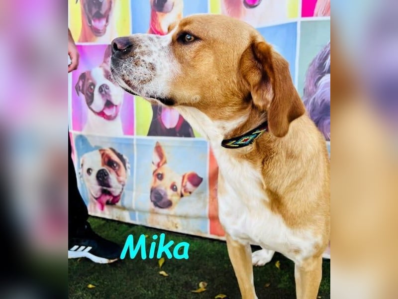 Mika geb. 11/2024 (ESP) - lebensfroher, sportlicher und lernwilliger Junghund!