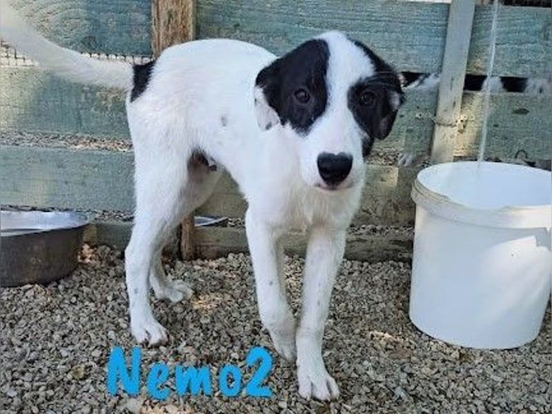 Nemo2 03/2023 (GRC) - ruhiger, ausgeglichener und verträglicher Rüde!