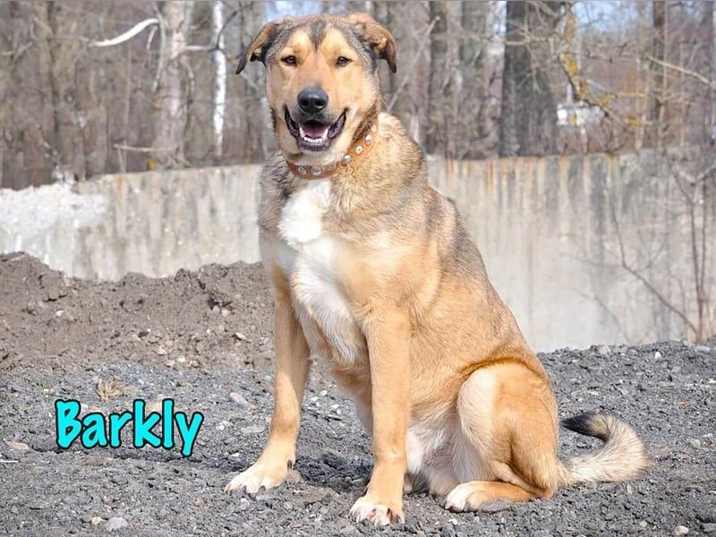 Barkly geb. 06/2022 - ausgeglichener, kluger und lernwilliger Jungrüde!