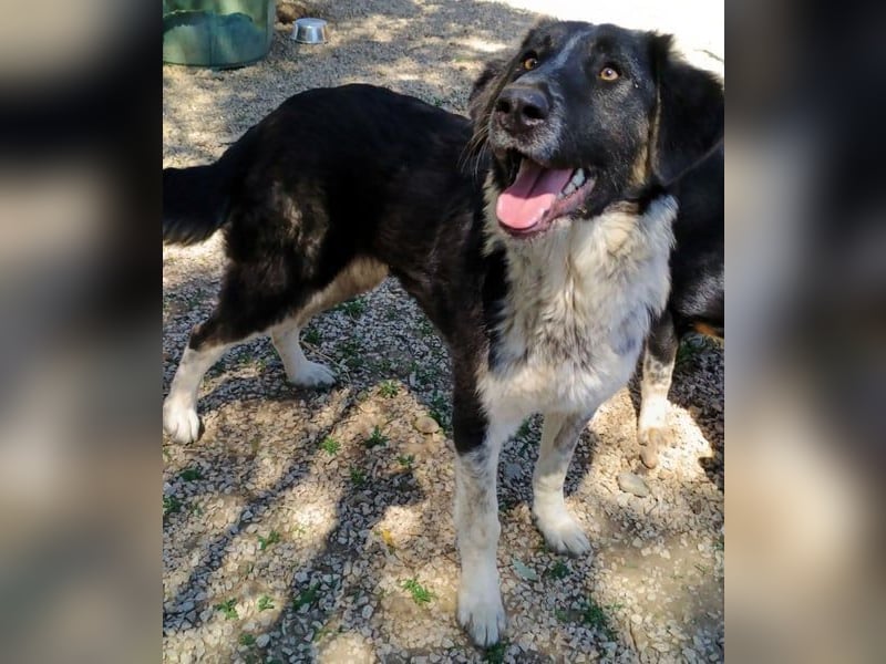 Millie geb. 09/2024 (GRC) - sanfte, verschmuste und verspielte Junghündin!