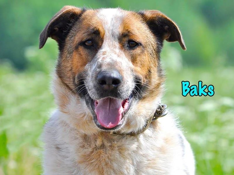 Baks geb. 11/2021 - ein ausgeglichener und sanftmütiger, ganz besonderer, wunderschöner Rüde!