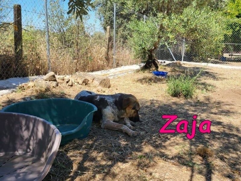 Zaja geb. 12/2023 (ESP) - aufgeschlossene, fröhliche und anhängliche Junghündin!