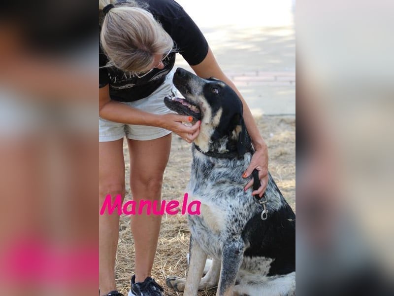 Manuela geb. 12/2023 (ESP) - harmonische, gutmütige und lustige Junghündin!