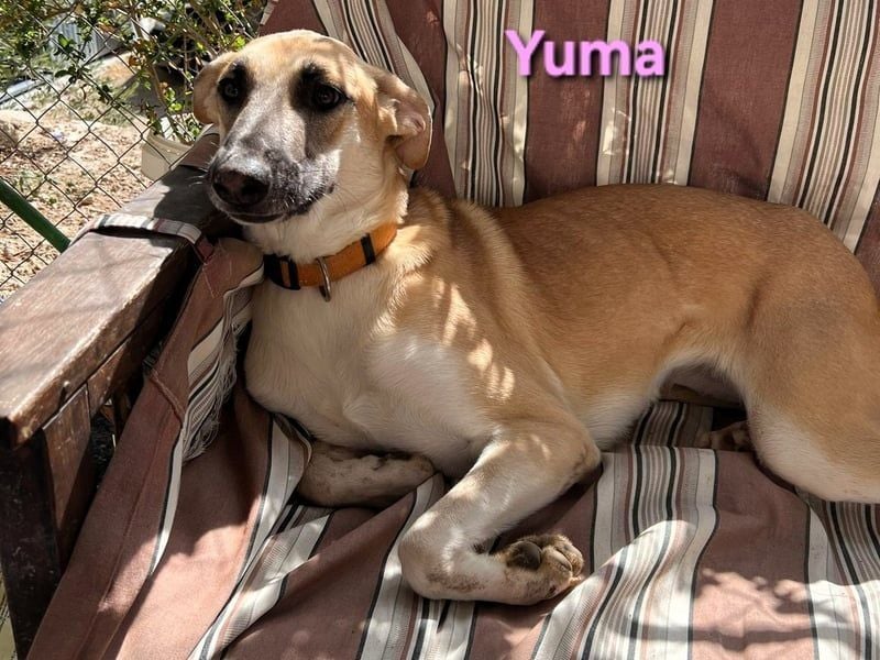Yuma geb. 04/2023 (ESP) - verschmuste Hündin sucht Zuhause!