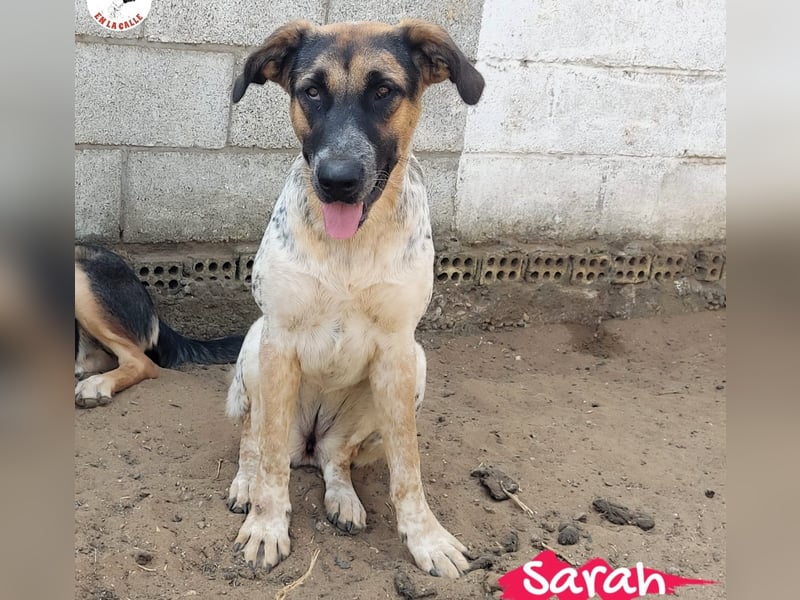 Sarah geb. 12/2023 (ESP) - aufgeschlossene, anhängliche und lustige Junghündin!