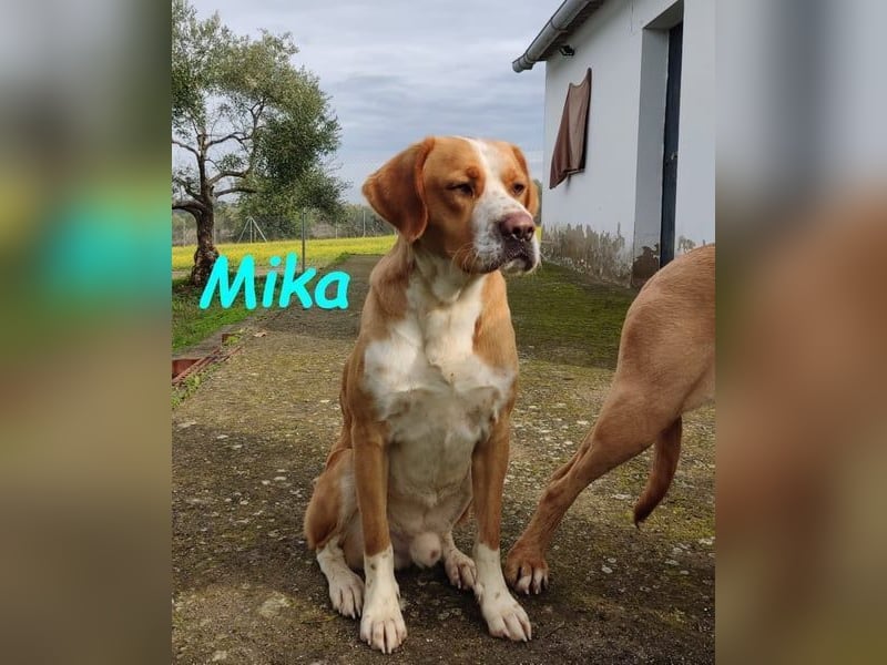 Mika geb. 11/2024 (ESP) - lebensfroher, sportlicher und lernwilliger Junghund!