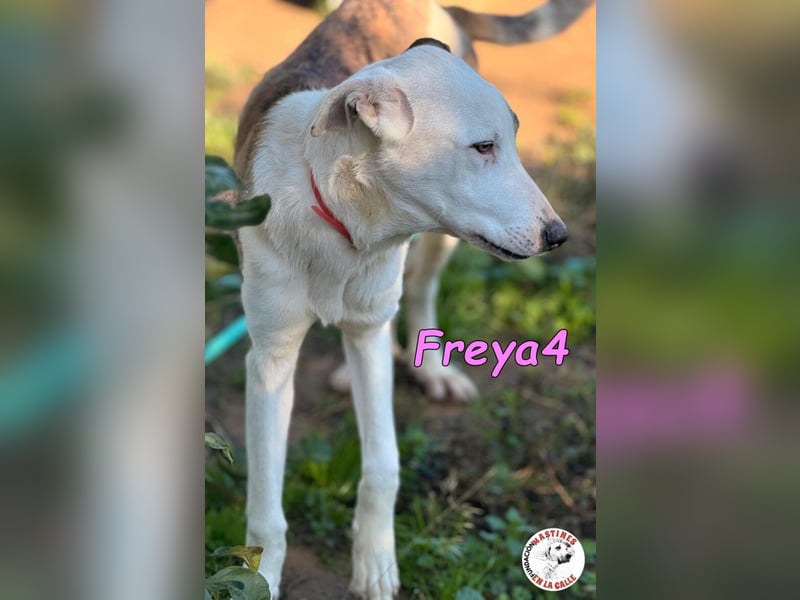 Freya4 geb. 05/2025 (ESP) - liebevolle, gesellige und verspielte Galgo-Mix Welpin sucht ein Zuhause!