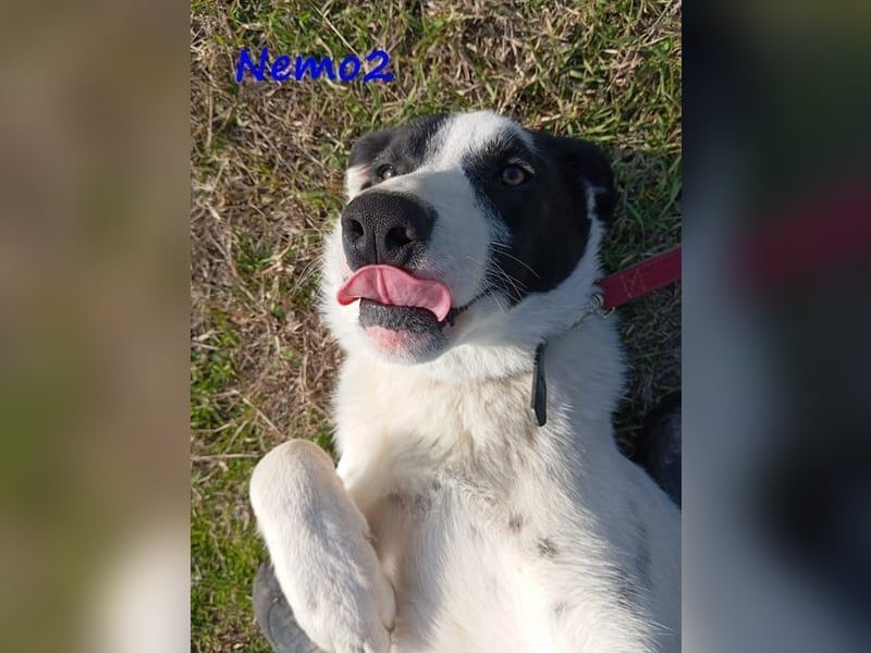 Nemo2 03/2023 (GRC) - ruhiger, ausgeglichener und verträglicher Rüde!