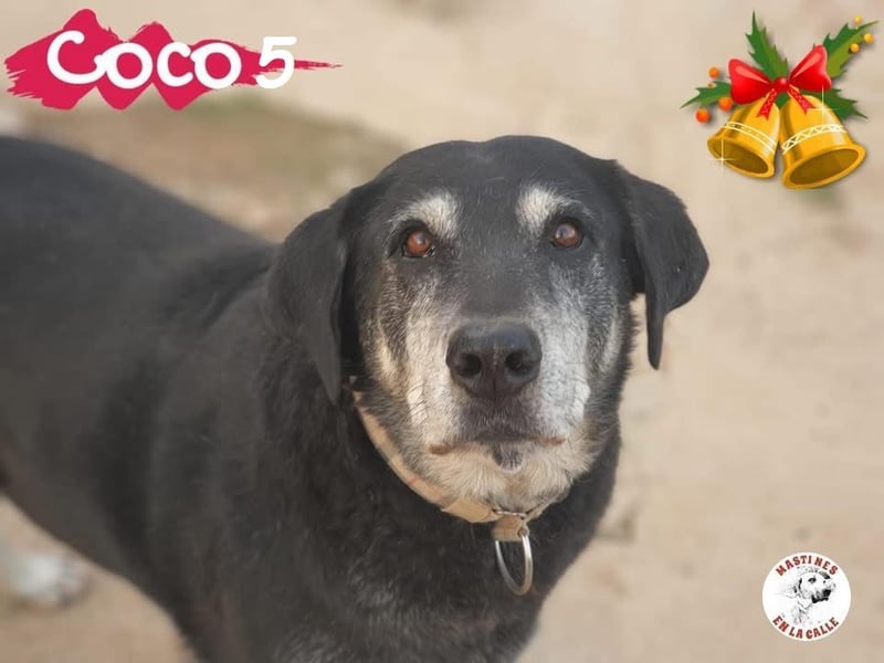 Coco5 geb. 06/2017 (ESP) - ein Engel auf vier Pfoten! Coco5 geb. 06/2017 (ESP) - ein Engel auf vier Pfoten!