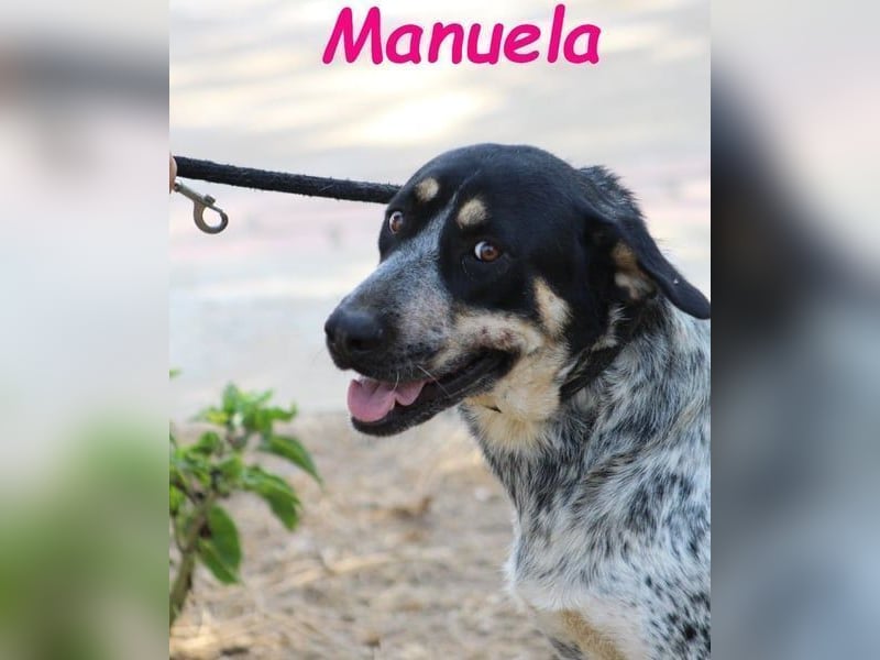 Manuela geb. 12/2023 (ESP) - harmonische, gutmütige und lustige Junghündin!