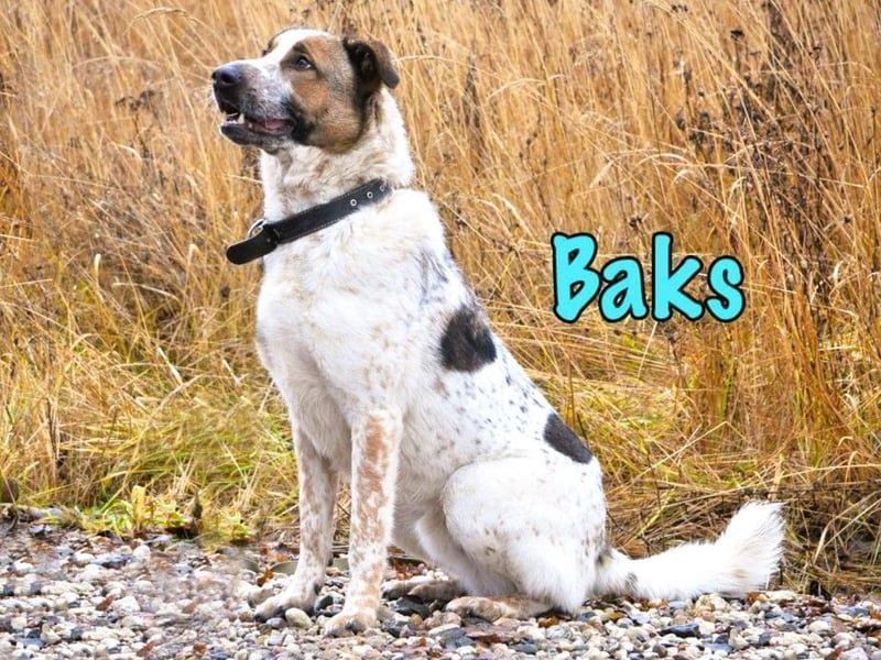 Baks geb. 11/2021 - ein ausgeglichener und sanftmütiger, ganz besonderer, wunderschöner Rüde!