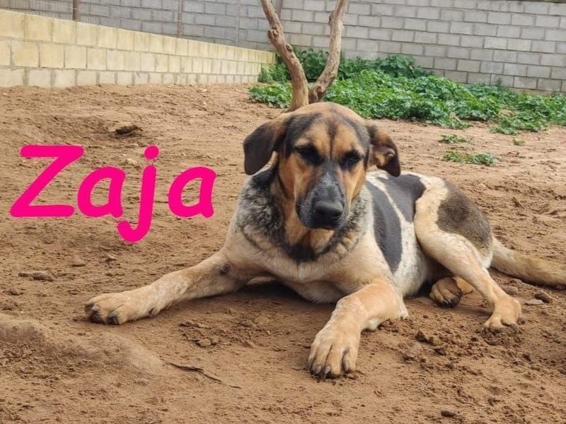 Zaja geb. 12/2023 (ESP) - aufgeschlossene, fröhliche und anhängliche Junghündin!