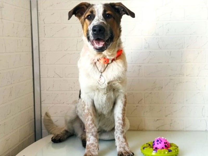 Baks geb. 11/2021 - ein ausgeglichener und sanftmütiger, ganz besonderer, wunderschöner Rüde!