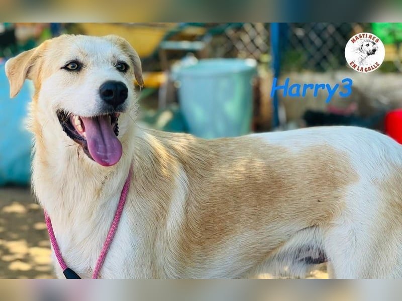 Harry3 07/2022 (ESP) - angenehmer und menschenbezogener Rüde!
