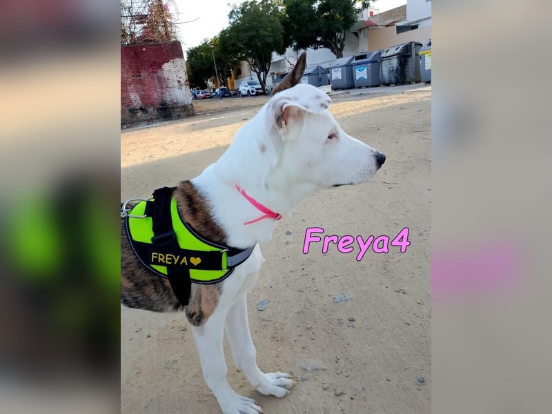 Freya4 geb. 05/2025 (ESP) - liebevolle, gesellige und verspielte Galgo-Mix Welpin sucht ein Zuhause!