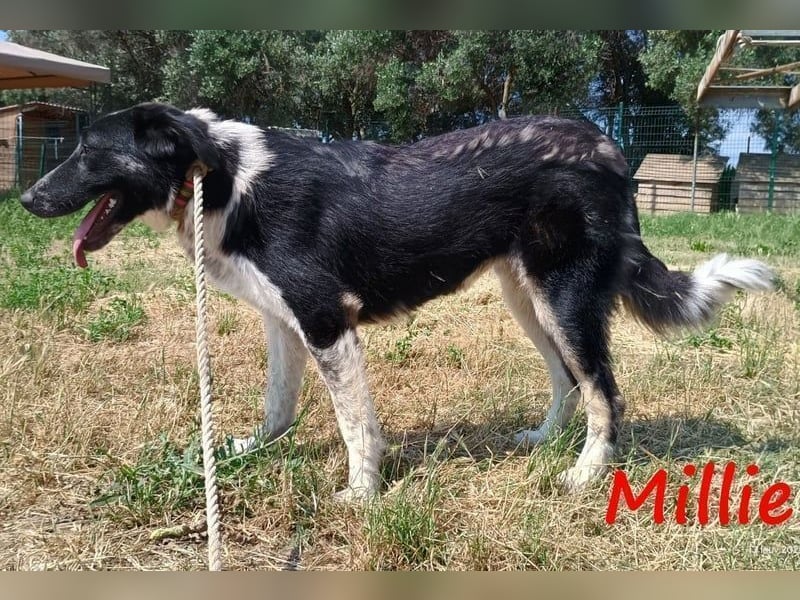 Millie geb. 09/2024 (GRC) - sanfte, verschmuste und verspielte Junghündin!