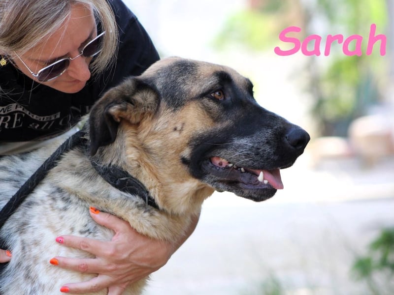 Sarah geb. 12/2023 (ESP) - aufgeschlossene, anhängliche und lustige Junghündin!