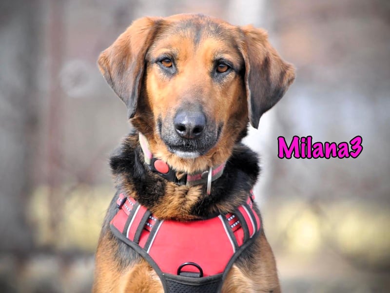 Milana3 geb. 01/2022 - menschenbezogene, freundliche und sanfte Schönheit!