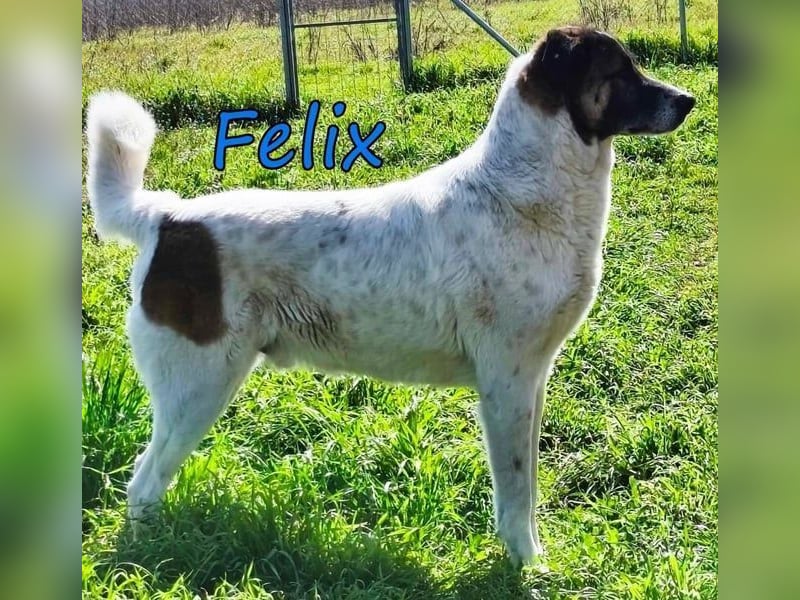 Felix geb. 02/2022 (GRC) - geselliger, verschmuster und freundlicher, junger Rüde!