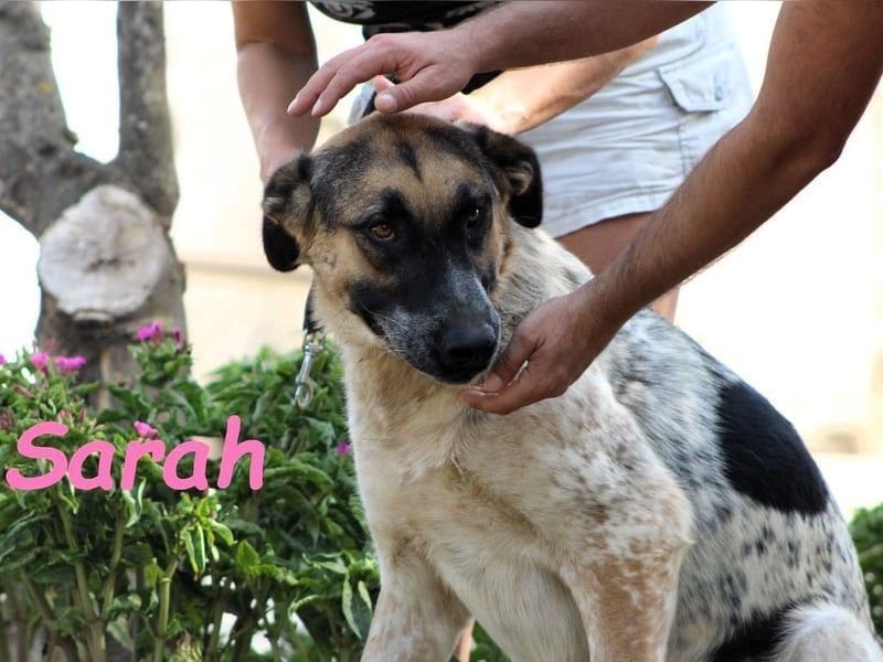 Sarah geb. 12/2023 (ESP) - aufgeschlossene, anhängliche und lustige Junghündin!