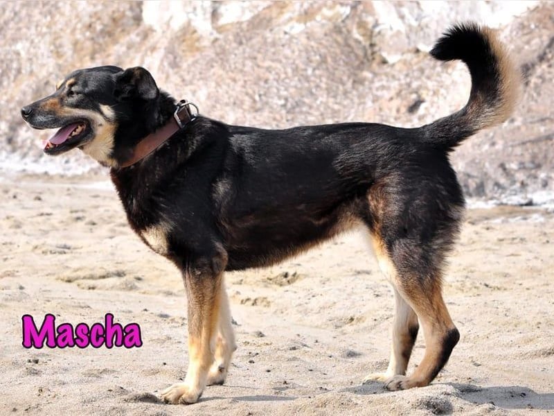 Mascha geb. 11/2016 - genügsame, brave und unglaublich verschmuste Hündin!