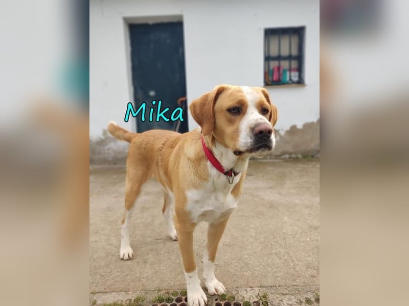 Mika geb. 11/2024 (ESP) - lebensfroher, sportlicher und lernwilliger Junghund!