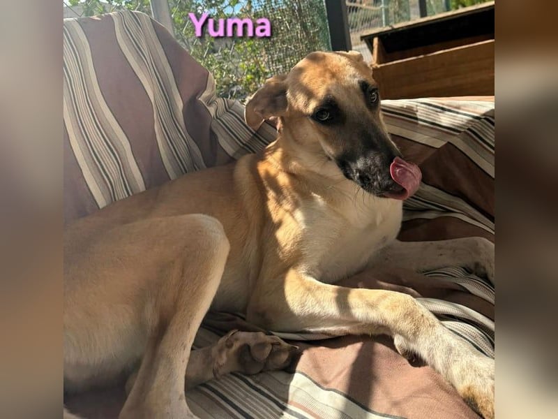 Yuma geb. 04/2023 (ESP) - verschmuste Hündin sucht Zuhause!