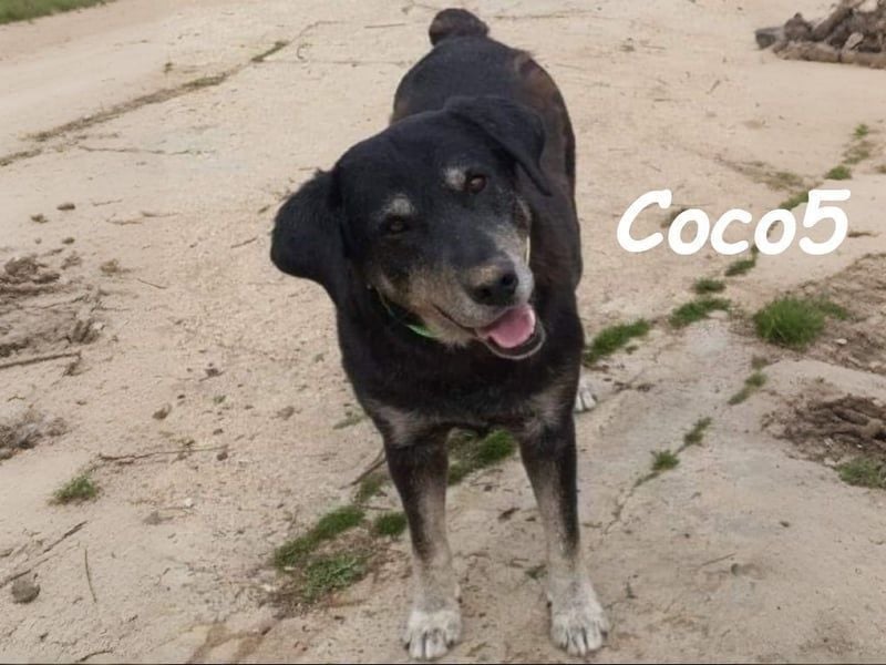 Coco5 geb. 06/2017 (ESP) - ein Engel auf vier Pfoten!