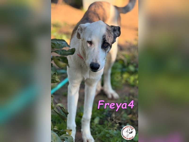 Freya4 geb. 05/2025 (ESP) - liebevolle, gesellige und verspielte Galgo-Mix Welpin sucht ein Zuhause!