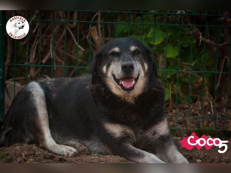 Coco5 geb. 06/2017 (ESP) - ein Engel auf vier Pfoten! Coco5 geb. 06/2017 (ESP) - ein Engel auf vier Pfoten!