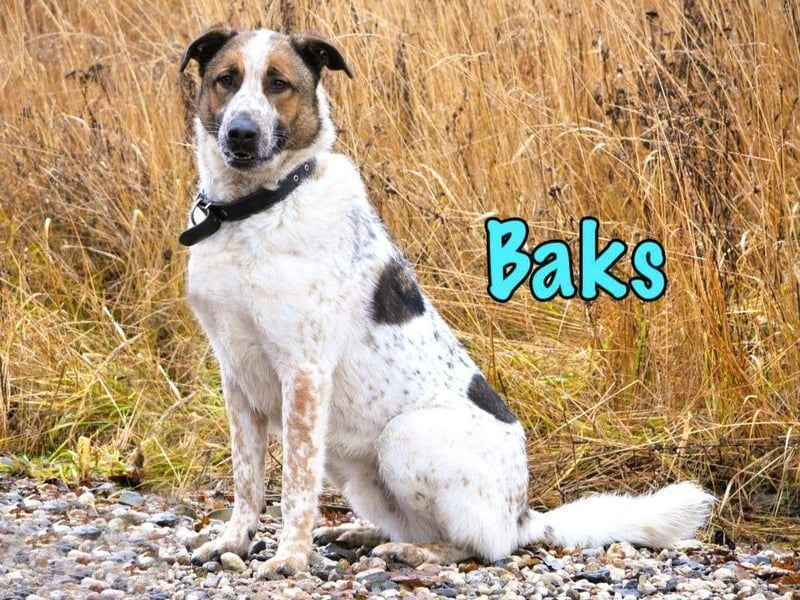 Baks geb. 11/2021 - ein ausgeglichener und sanftmütiger, ganz besonderer, wunderschöner Rüde!