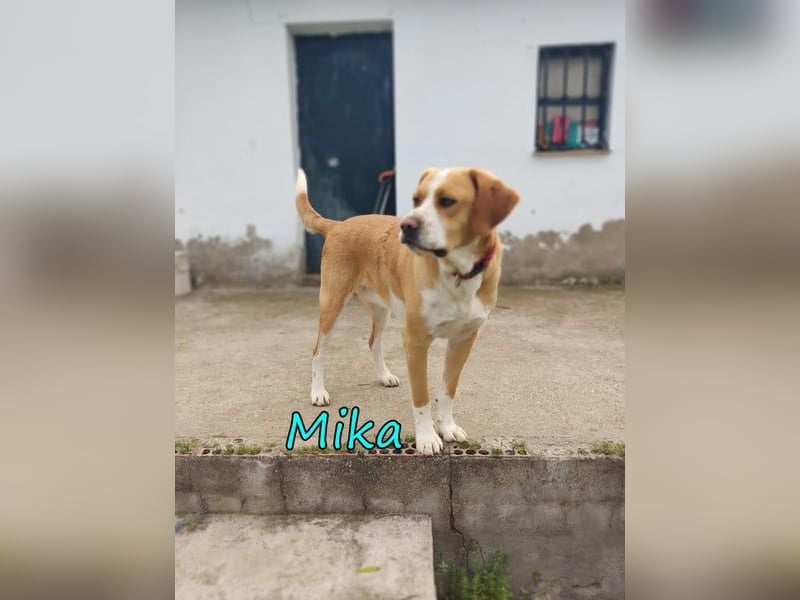Mika geb. 11/2024 (ESP) - lebensfroher, sportlicher und lernwilliger Junghund!