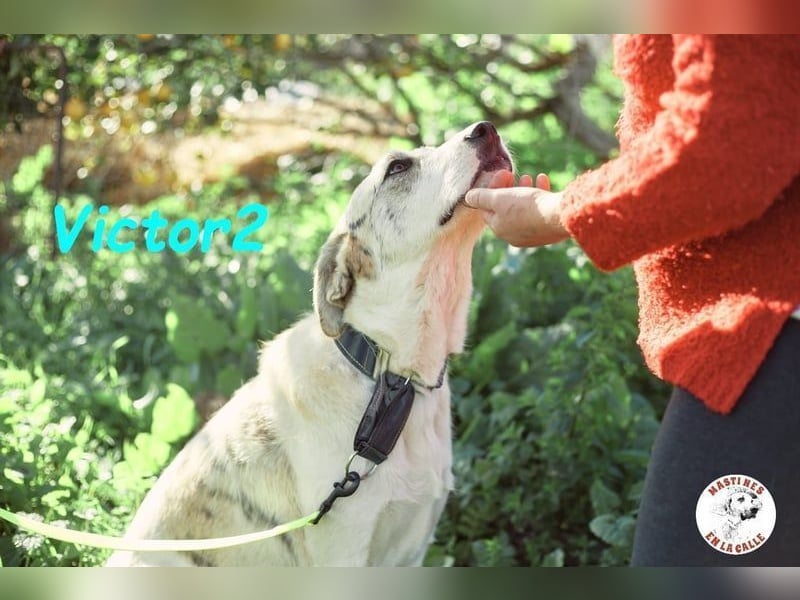 Victor2 geb. 03/2022 (ESP) - ausgeglichener, kinderlieber und sozialer Rüde! Victor2 geb. 03/2022 (ESP) - ausgeglichener, kinderlieber und sozialer Rüde!