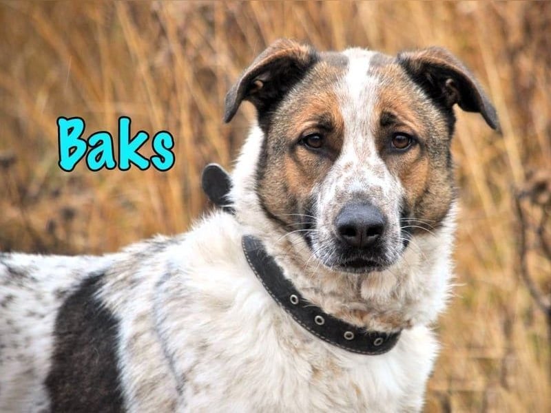 Baks geb. 11/2021 - ein ausgeglichener und sanftmütiger, ganz besonderer, wunderschöner Rüde!