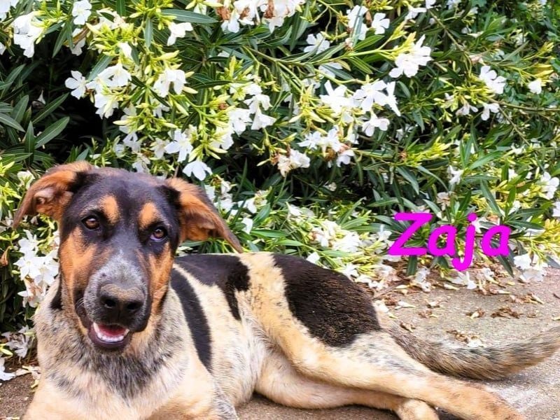 Zaja geb. 12/2023 (ESP) - aufgeschlossene, fröhliche und anhängliche Junghündin!
