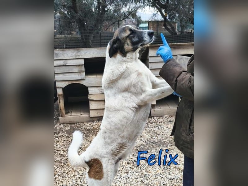 Felix geb. 02/2022 (GRC) - geselliger, verschmuster und freundlicher, junger Rüde!