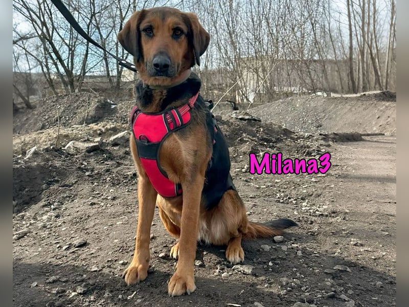 Milana3 geb. 01/2022 - menschenbezogene, freundliche und sanfte Schönheit!