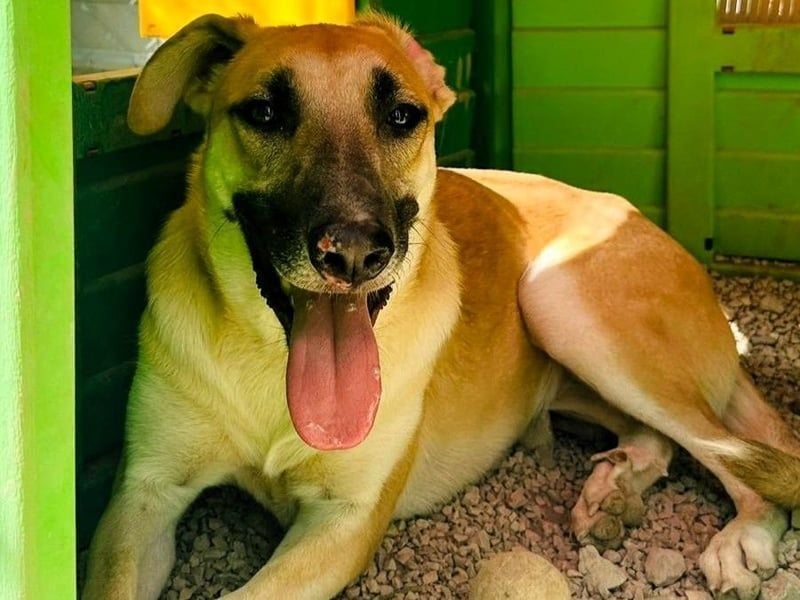 Yuma geb. 04/2023 (ESP) - verschmuste Hündin sucht Zuhause!