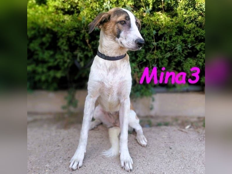 Mina3 geb. 12/2024 (ESP) - sanfte, verspielte und liebevolle Junghündin!