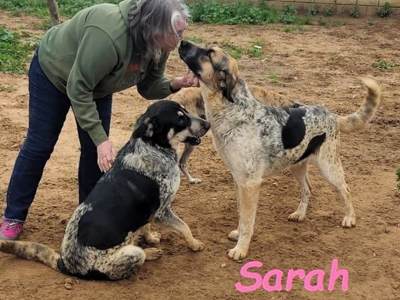 Sarah geb. 12/2023 (ESP) - aufgeschlossene, anhängliche und lustige Junghündin!