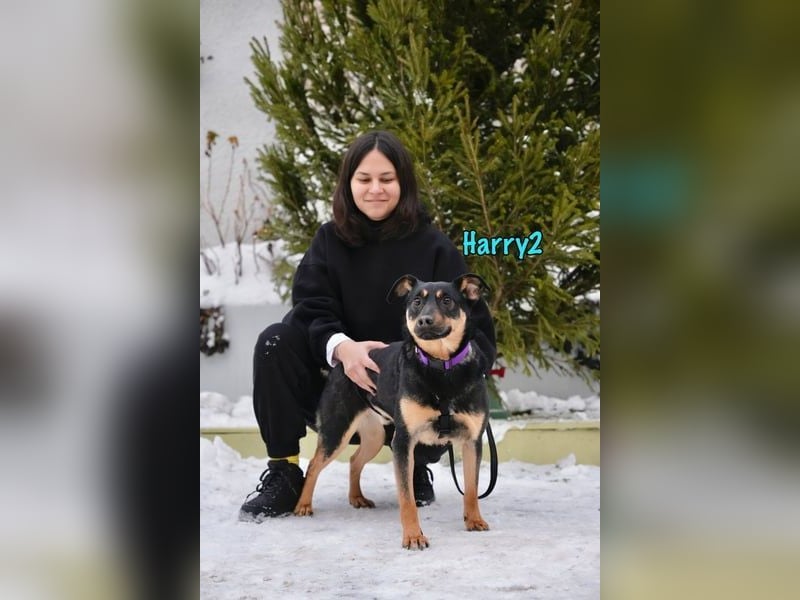 Harry2 geb. 12/2021 - ein Engel auf 4 Pfoten!