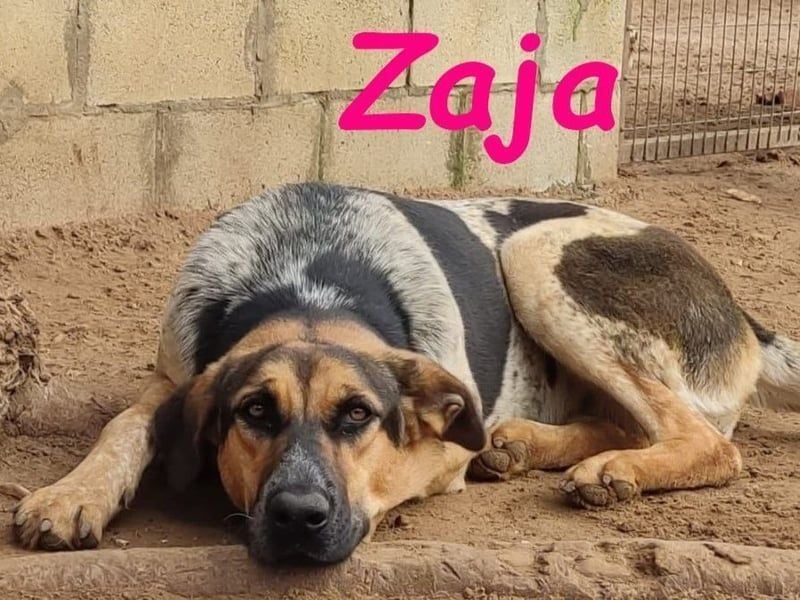 Zaja geb. 12/2023 (ESP) - aufgeschlossene, fröhliche und anhängliche Junghündin!