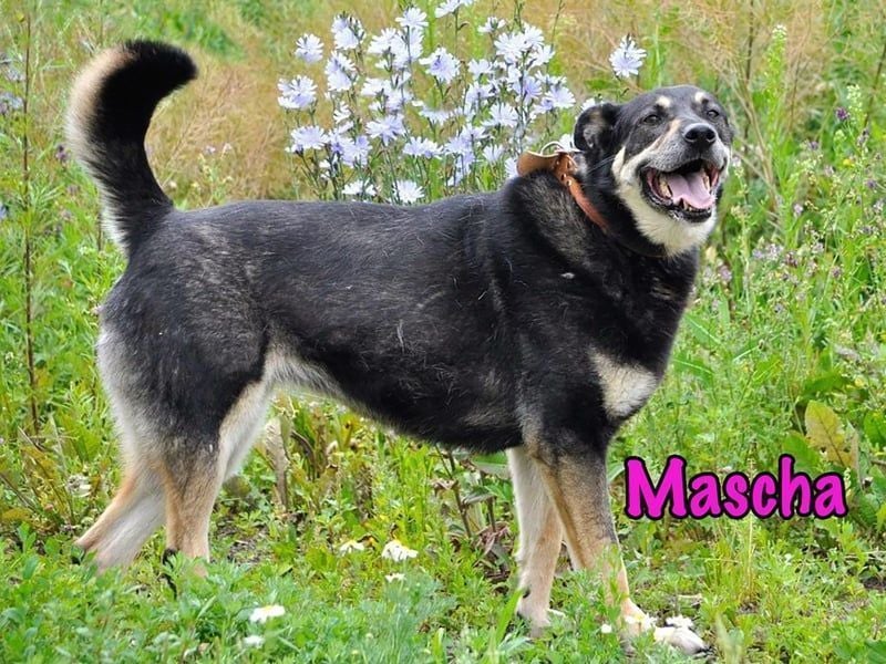 Mascha geb. 11/2016 - genügsame, brave und unglaublich verschmuste Hündin!