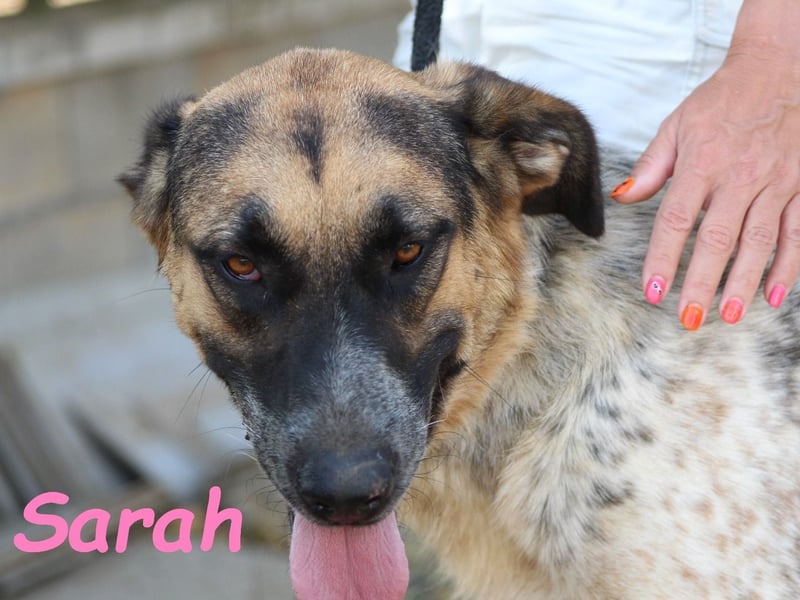 Sarah geb. 12/2023 (ESP) - aufgeschlossene, anhängliche und lustige Junghündin!