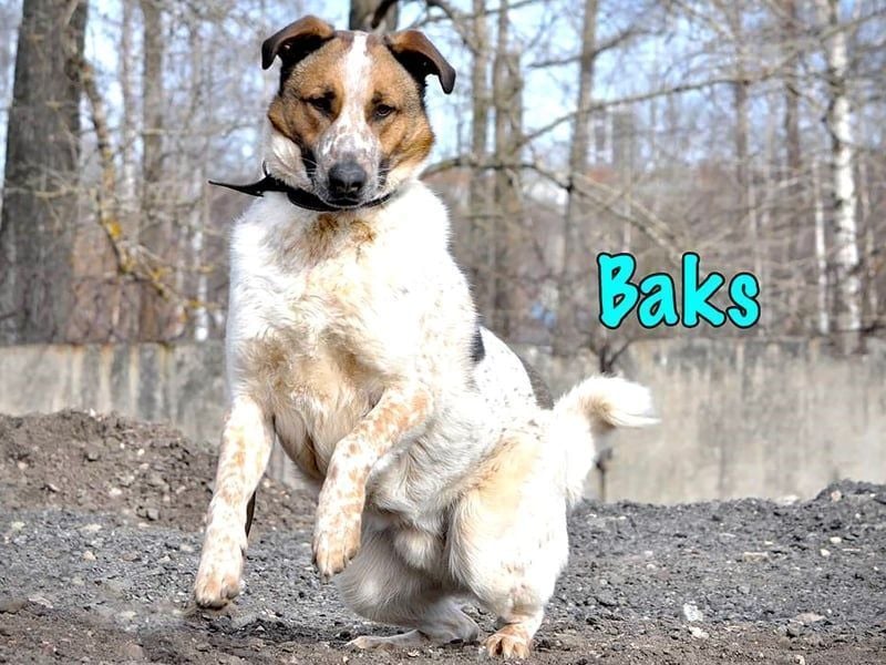 Baks geb. 11/2021 - ein ausgeglichener und sanftmütiger, ganz besonderer, wunderschöner Rüde!