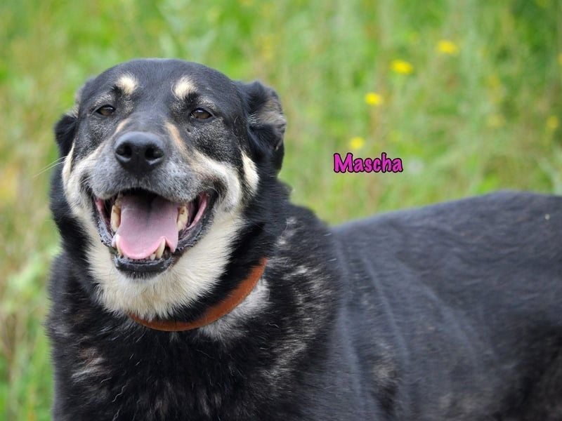 Mascha geb. 11/2016 - genügsame, brave und unglaublich verschmuste Hündin!