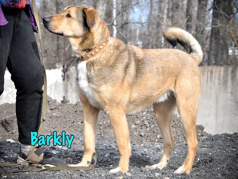 Barkly geb. 06/2022 - ausgeglichener, kluger und lernwilliger Jungrüde!